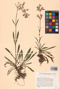 Viscaria vulgaris Röhl., Eastern Europe, Central region (E4) (Russia)