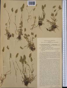 Anthoxanthum aristatum Boiss., Western Europe (EUR) (Italy)