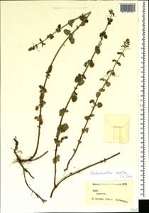 Clinopodium nepeta (L.) Kuntze, Crimea (KRYM) (Russia)
