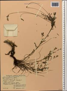 Onobrychis petraea (Willd.)Fisch., Caucasus, Black Sea Shore (from Novorossiysk to Adler) (K3) (Russia)