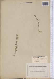 Clinopodium arkansanum (Nutt.) House, America (AMER) (United States)