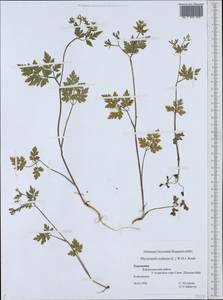 Chaerophyllum nodosum (L.) Crantz, Middle Asia, Kopet Dag, Badkhyz, Small & Great Balkhan (M1) (Turkmenistan)