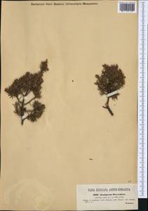 Juniperus oxycedrus L., Western Europe (EUR) (Croatia)
