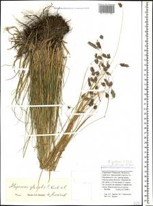 Alopecurus ponticus K.Koch, Caucasus, Stavropol Krai, Karachay-Cherkessia & Kabardino-Balkaria (K1b) (Russia)