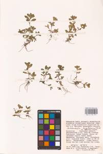 Lythrum borysthenicum (M. Bieb. ex Schrank) Litv., Middle Asia, Caspian Ustyurt & Northern Aralia (M8) (Kazakhstan)