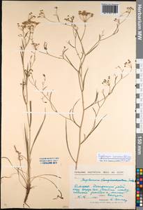 Bupleurum scorzonerifolium Willd., Siberia, Baikal & Transbaikal region (S4) (Russia)