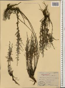 Artemisia taurica Willd., Caucasus, Dagestan (K2) (Russia)