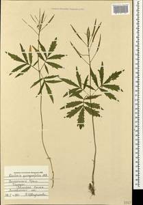 Cardamine quinquefolia (M. Bieb.) Schmalh., Crimea (KRYM) (Russia)