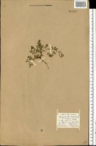 Sibbaldianthe bifurca subsp. bifurca, Eastern Europe, Middle Volga region (E8) (Russia)