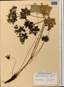 Geranium ibericum Cav., Caucasus, North Ossetia, Ingushetia & Chechnya (K1c) (Russia)