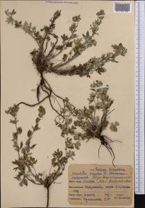 Potentilla argentea L., Middle Asia, Northern & Central Kazakhstan (M10) (Kazakhstan)