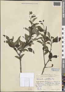 Cotoneaster multiflorus Bunge, South Asia, South Asia (Asia outside ex-Soviet states and Mongolia) (ASIA) (China)