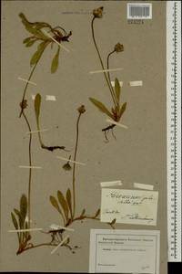 Pilosella officinarum Vaill., Eastern Europe, North-Western region (E2) (Russia)