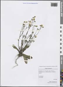 Crepis tectorum L., Eastern Europe, Eastern region (E10) (Russia)