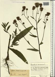 Cirsium arvense (L.) Scop., Eastern Europe, Northern region (E1) (Russia)