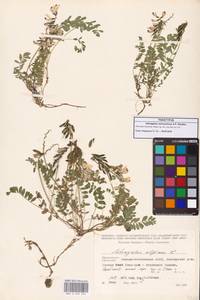 Astragalus alpinus var. alpinus, Caucasus, North Ossetia, Ingushetia & Chechnya (K1c) (Russia)