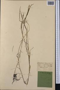 Alopecurus aequalis Sobol., Western Europe (EUR) (France)