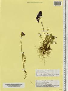 Polemonium villosum Rudolph ex Georgi, Siberia, Central Siberia (S3) (Russia)