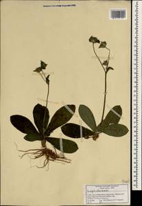 Scrophulariaceae, South Asia, South Asia (Asia outside ex-Soviet states and Mongolia) (ASIA) (India)