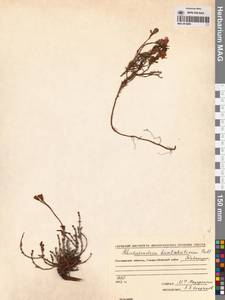 Rhododendron camtschaticum Pall., Siberia, Chukotka & Kamchatka (S7) (Russia)