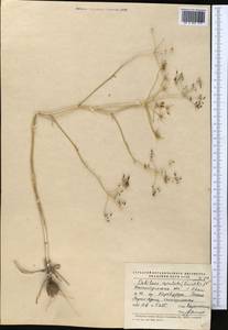 Oedibasis apiculata (Kar. & Kir.) Koso-Pol., Middle Asia, Muyunkumy, Balkhash & Betpak-Dala (M9) (Kazakhstan)