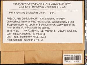 Pellia neesiana (Gottsche) Limpr., Bryophytes, Bryophytes - Baikal & Transbaikal regions (B18) (Russia)
