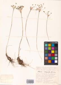 Allium inaequale Janka, Eastern Europe, Lower Volga region (E9) (Russia)