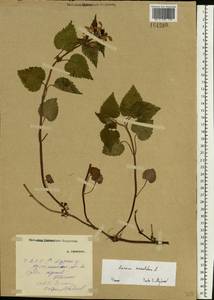 Lamium maculatum (L.) L., Eastern Europe, Middle Volga region (E8) (Russia)