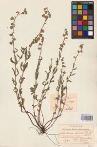 Helianthemum nummularium subsp. obscurum (Pers. ex Wahlenb.) Holub, Eastern Europe, West Ukrainian region (E13) (Ukraine)