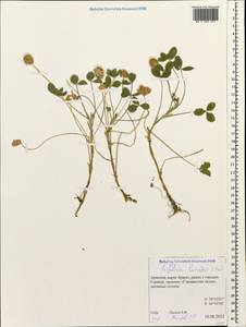 Trifolium fragiferum subsp. bonannii (C.Presl)Sojak, Caucasus, Armenia (K5) (Armenia)