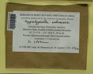 Hygrohypnella ochracea (Turner ex Wilson) Ignatov & Ignatova, Bryophytes, Bryophytes - Russian Far East (excl. Chukotka & Kamchatka) (B20) (Russia)