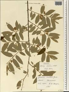 Grewia mollis Juss., Africa (AFR) (Mali)