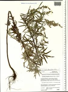 Artemisia mongolica (Fisch. ex Besser) Nakai, Siberia, Russian Far East (S6) (Russia)