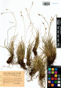 Carex ledebouriana C.A.Mey. ex Trevir., Siberia, Baikal & Transbaikal region (S4) (Russia)