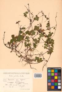 Rubus pedatus Sm., Siberia, Russian Far East (S6) (Russia)