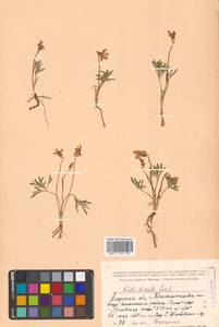 Viola multifida Willd. ex Roem. & Schult., Siberia, Russian Far East (S6) (Russia)