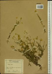 Anthemis cotula L., Eastern Europe, Central region (E4) (Russia)