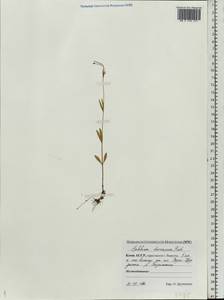 Epilobium davuricum Fisch. ex Hornem., Eastern Europe, Northern region (E1) (Russia)