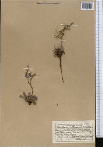 Goniolimon callicomum (C. A. Mey.) Boiss., Middle Asia, Dzungarian Alatau & Tarbagatai (M5) (Kazakhstan)