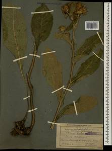 Inula helenium L., Caucasus, Armenia (K5) (Armenia)