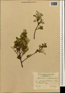 Cotoneaster integerrimus Medik., Caucasus, South Ossetia (K4b) (South Ossetia)