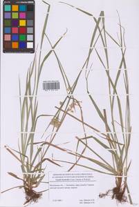 Luzula luzuloides (Lam.) Dandy & Wilmott, Eastern Europe, Moscow region (E4a) (Russia)