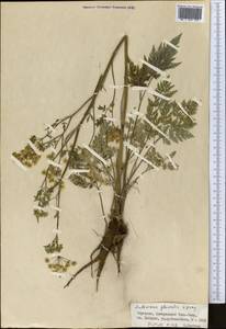 Anthriscus glacialis Lipsky, Middle Asia, Northern & Central Tian Shan (M4) (Kyrgyzstan)