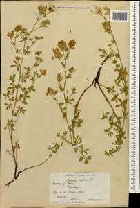 Medicago sativa L., Caucasus, Armenia (K5) (Armenia)