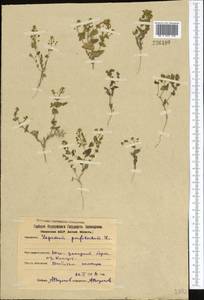 Lepidium perfoliatum L., Middle Asia, Northern & Central Kazakhstan (M10) (Kazakhstan)