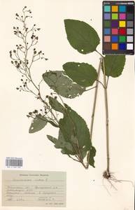 Scrophularia nodosa L., Eastern Europe, Moscow region (E4a) (Russia)