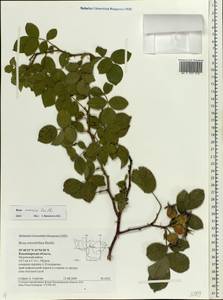 Rosa caesia Sm., Eastern Europe, Central region (E4) (Russia)