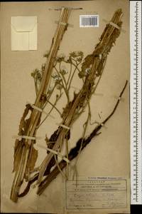 Crepis ciliata K. Koch, Caucasus, Armenia (K5) (Armenia)