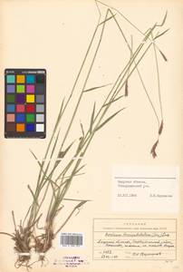 Hordeum brevisubulatum (Trin.) Link, Siberia, Russian Far East (S6) (Russia)