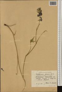 Delphinium fissum Waldst. & Kit., Western Europe (EUR) (Bulgaria)